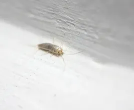 Keep finding these tiny grey insects at home? Experts say you could be tackling the wrong problem