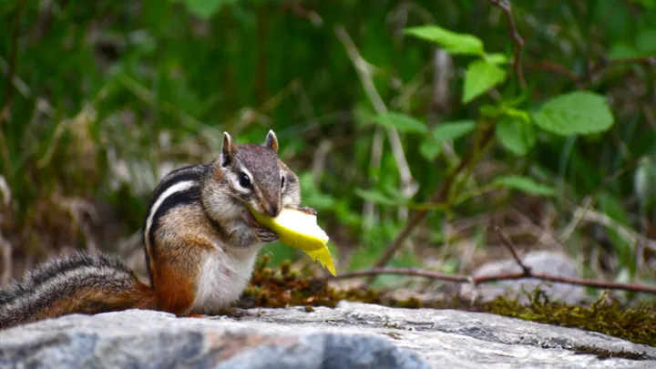 Find out: are you chewing your food wrong?