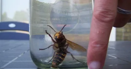 Waarschuwing: agressieve SUPERWESP in Nederland gesignaleerd! Kijk uit voor deze zeer gevaarlijke insecten, deel dit bericht SVP!