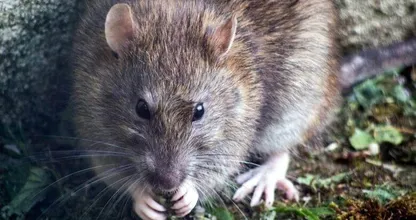 【奇妙】ネズミがトイレで女性のお尻に噛みつく？