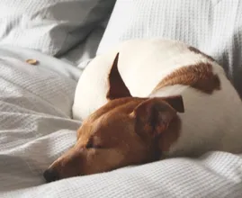 Van drukke pup tot luie lobbes: zoveel slaap heeft je hond echt nodig