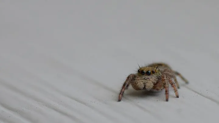 Get rid of spiders by putting this plant in your home