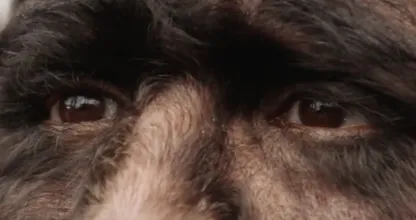 Hairiest family in the world shares shocking news