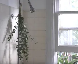 Dit gebeurt er met je lichaam als je verse eucalyptus aan de douchekop hangt