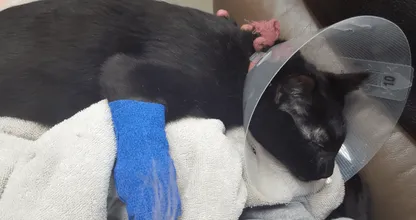 LET OP: Laat je kat of hond nóóit met dit 'onschuldige' voorwerp spelen, levensgevaarlijk!