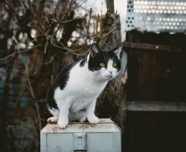 Dierenasiel draait er niet omheen: 'Wie wil grootste 'rotkat' ter wereld adopteren?'