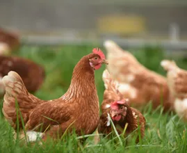 Explained: can chickens lay eggs if there's no rooster in your coop?