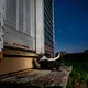 Skunk Appears on Porch Every Night – What It Was Hiding Will Surprise You