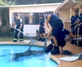 Mom Hears Plunge In Pool And Finds Enormous Animal Inside!