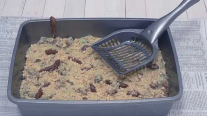 With this simple trick you'll never have to clean the cat litter box again!