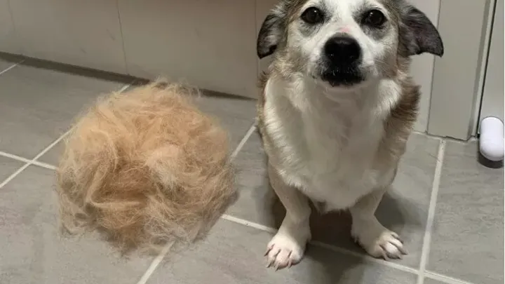 Are You Neglecting These 40 Overlooked Pet Care Tips? 