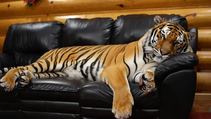Cette dame âgée vit avec un tigre domestique