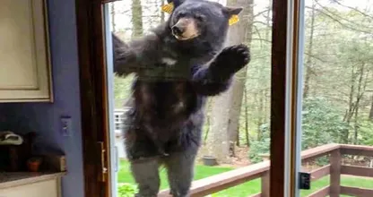 Un oso saluda a su familia todas las mañanas. Un día, su padre le sigue y descubre algo sorprendente.