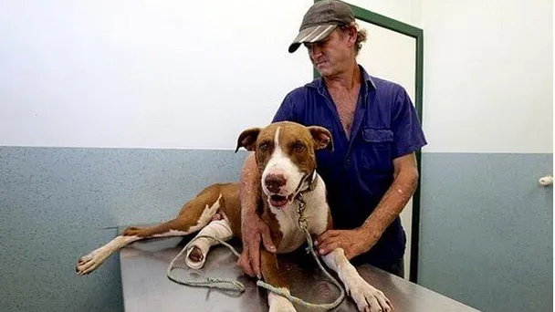 Wauw, deze hond wordt gepakt door een krokodil, wat de man vervolgens doet is echt ongelofelijk!