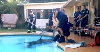 Una madre se zambulle en la piscina y encuentra un enorme animal en su interior