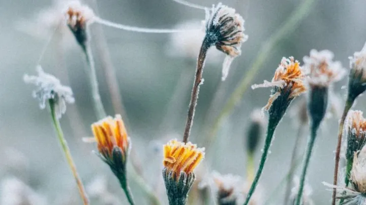 Er komen frisse nachten aan... ZO bescherm je je plantjes tegen nachtvorst!