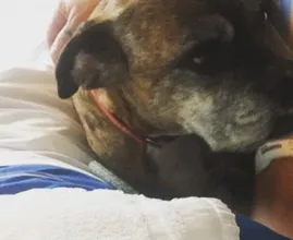 UMCG laat hond afscheid nemen van stervend baasje: ’Hij kroop rustig bij zijn baasje in bed’