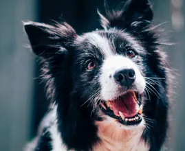 Border Collie ha recogido más de 1 000 botellas de plástico en 2022