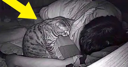 Cat Stares At Owner All Night - Owner Calls The Authorities When He Finds Out Why