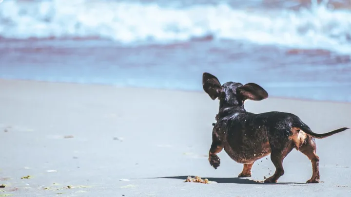Dagje naar het strand? Houd je hond en kinderen weg bij het zeeschuim