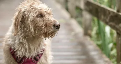 Dit zijn de meest voorkomende symptomen van de ziekte van Lyme bij honden