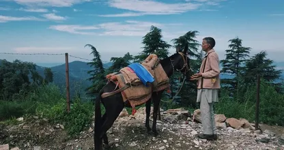 Animal welfare organisations warn tourists about animal cruelty