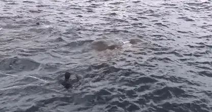 衝撃的な映像: スリランカ海軍が海にあるある巨大な生命体に遭遇しました。