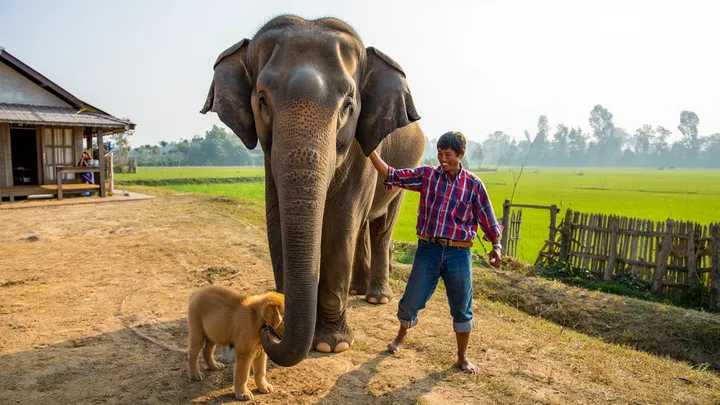 Elephant Appears Outside Farmhouse – What It’s Holding In Its Trunk Leaves the Farmer Speechless