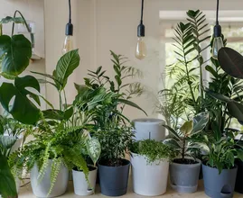 Kamerplanten schoonmaken: zo pak je dat aan