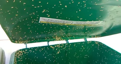 Got maggots in your outdoor garbage can? This is how you can easily get rid of them