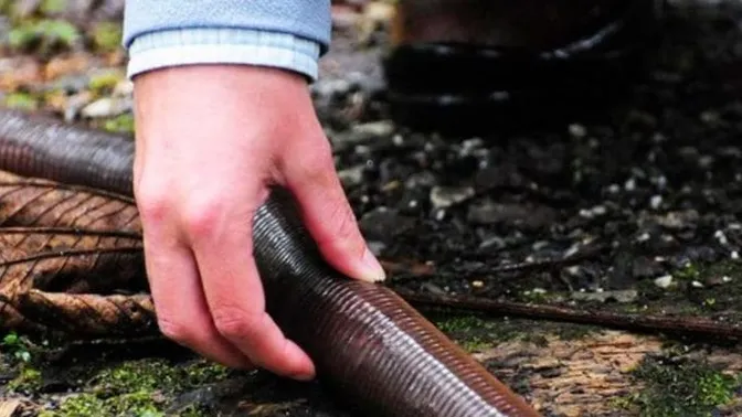 Leben vielleicht riesige Regenwürmer in Ihrem Garten? Erfahren Sie die Wahrheit über diese mysteriösen Kreaturen