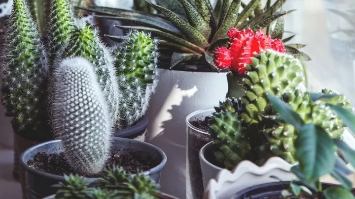 Handig: 4 tekenen dat het tijd is om je plant te verpotten