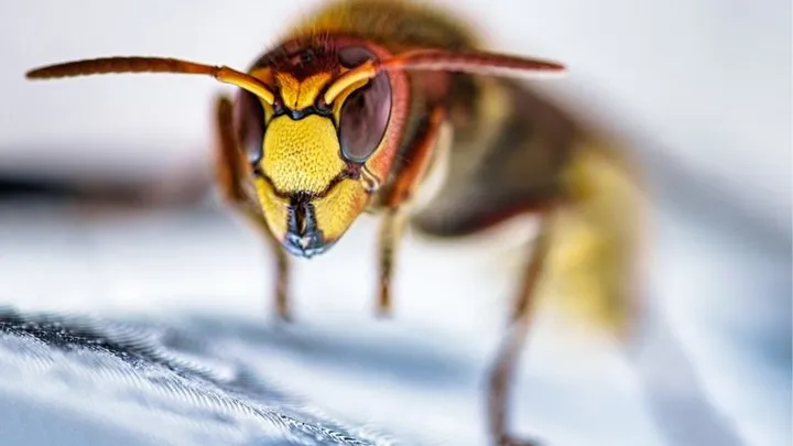 Pas op: agressieve 'monsterwesp' gespot in Nederland