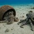 Scientists Place This Robot Octopus Beside A Coconut Octopus — Then Something Bizarre Happened...