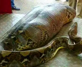 ¡Estos trabajadores encontraron una serpiente gigante - no creerás lo que encontraron dentro!