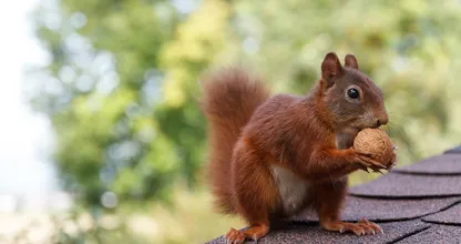 Eichhörnchen in Futternot: So einfach kannst du ihnen jetzt helfen!