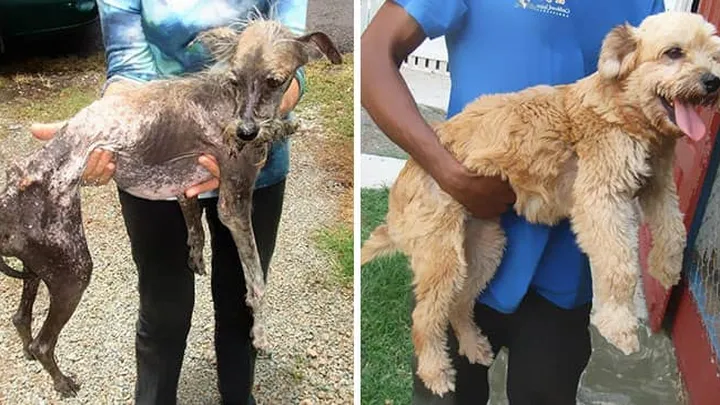 Wat verzorgers met deze zieke dieren hebben gedaan... Het liet ons hart smelten!