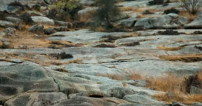 Kannst du den Leoparden auf dem Foto erkennen? Fast niemand kann ihn finden!
