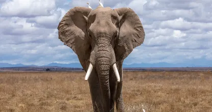 Spécial : une mère éléphant remercie les sauveteurs après avoir sauvé son bébé
