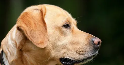 Hundehalter aufgepasst: Schnecken können deinen Vierbeiner sehr krank machen
