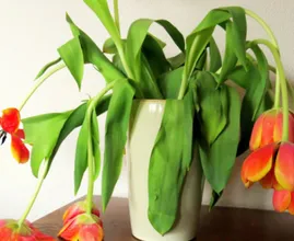 Nie wieder hängende Tulpen! Mit diesem Trick bleiben sie gerade!