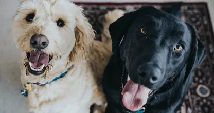 Peli di animali domestici ovunque? Ecco alcuni consigli che ti aiuteranno a pulire