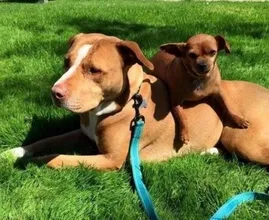 Questo pitbull si è rifiutato di lasciare il rifugio senza il suo amico chihuahua