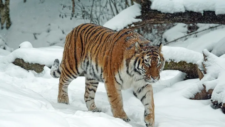 8 impresionantes historias de animales que se vengaron de los humanos