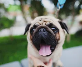 Is je hond een beetje te dik? Maak hem blij met deze gezonde traktatie