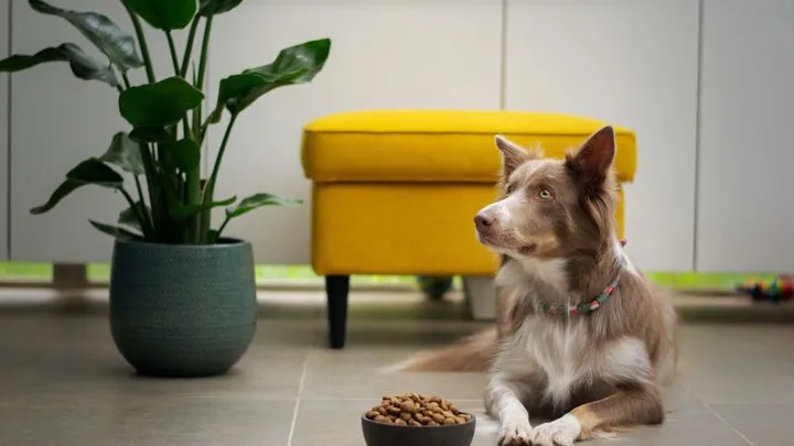 Feit of fabel: je hond heeft elke dag andere voeding nodig