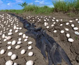 Farmer finds hundreds of strange eggs in his crops - but when they hatch, he bursts into tears