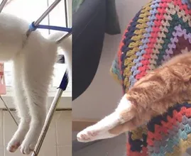 24 Katzen schlafen an den unmöglichsten Orten: pass' ich rein, da schlaf' ich auch!