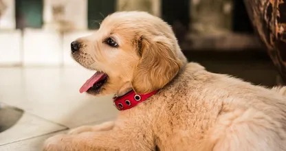 Dat is even kijken: deze Golden Retriever heeft een heel bijzondere kleur