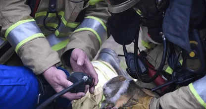 VIDEO: deze hamster en cavia leven nog dankzij onze brandweer, wat een helden! Dit moet je zien!